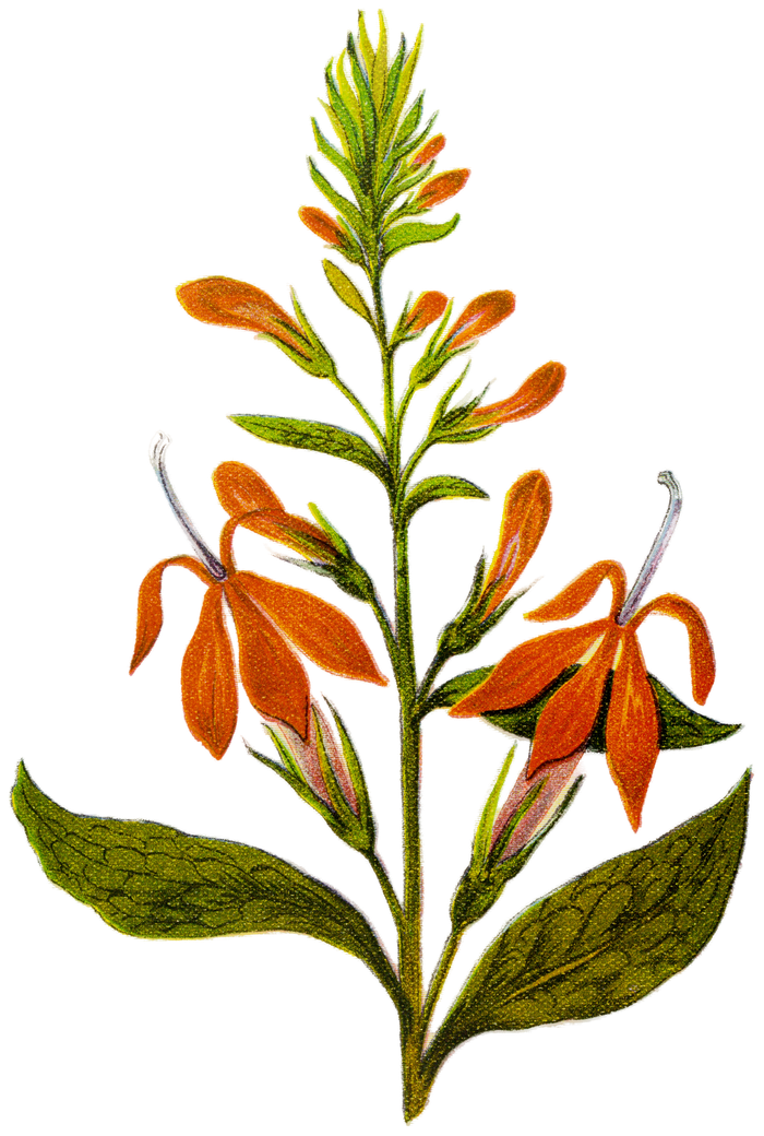 Cardinal flower sprig illustration